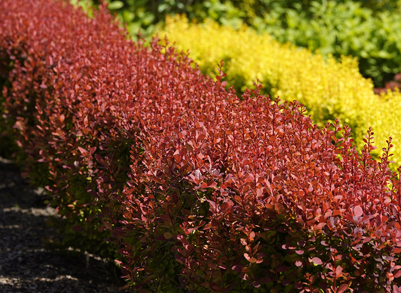 Живая изгородь барбарис тунберга