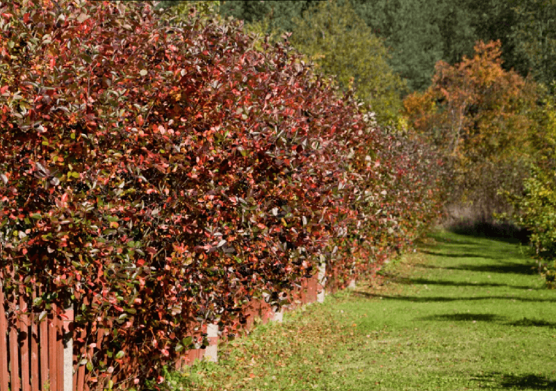 Живая изгородь боярышник