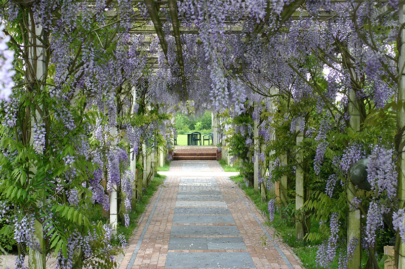 Живая изгородь из глицинии