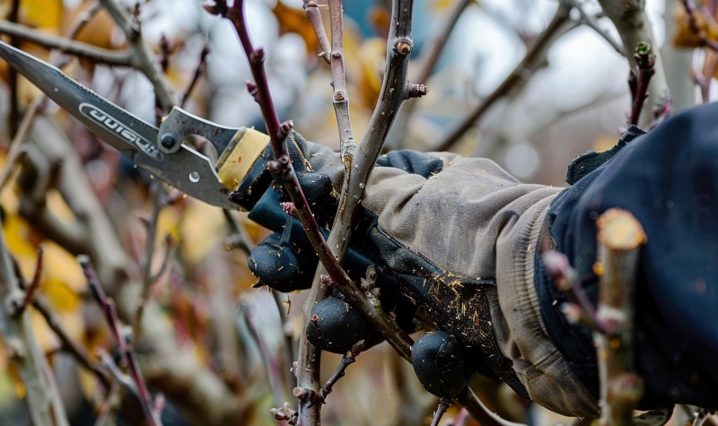 Обрезка деревьев полезна не только весной, но и осенью