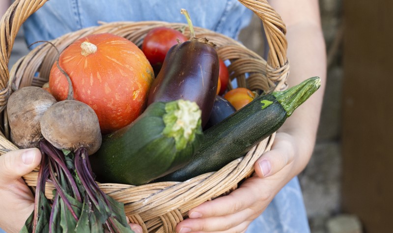 В середине осени собирают урожай свеклы, моркови, капусты