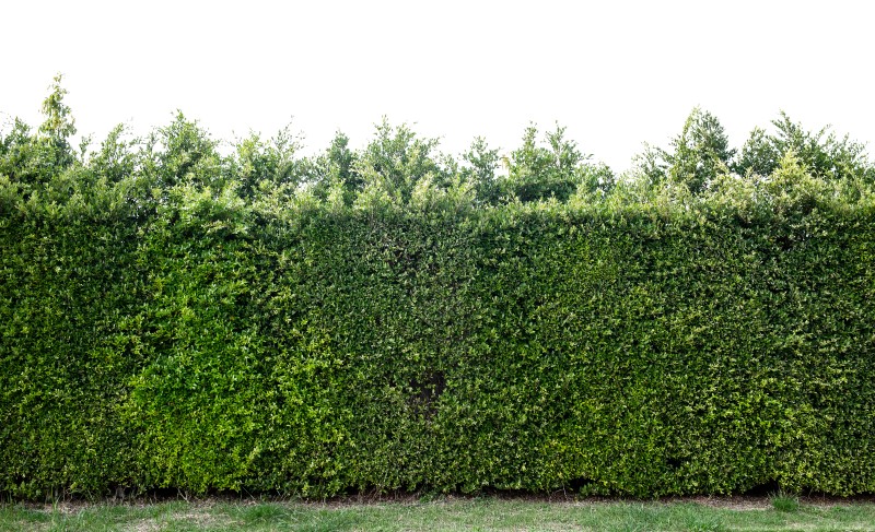 Живая изгородь это не только красиво, но и функционально