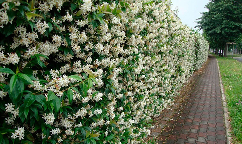 Живая изгородь жимолость