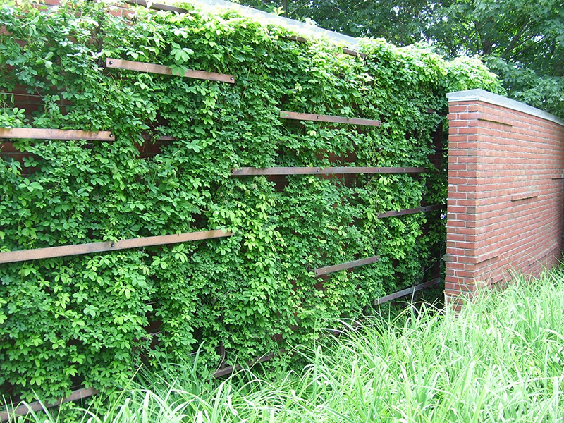 Живая изгородь из жимолости