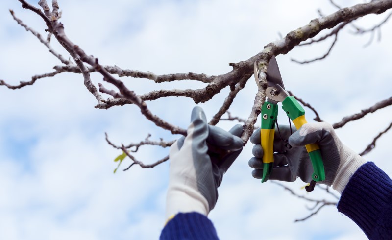 Весной пора обрезать деревья, которые в этом нуждаются