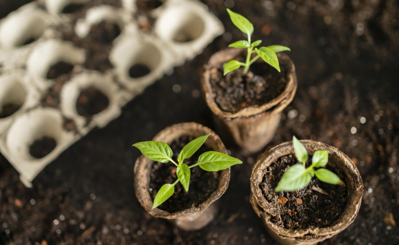 В начале марта уже можно заниматься рассадой овощей