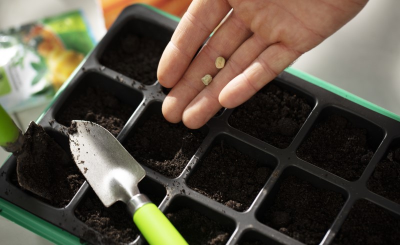 Семена каждого из растений следует отбирать тщательно