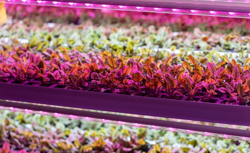 При недостатке естественного освещения применяют фитолампы