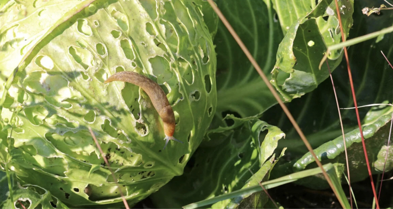 Признаки появления слизней