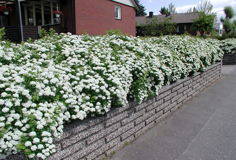 Живая изгородь вангутта