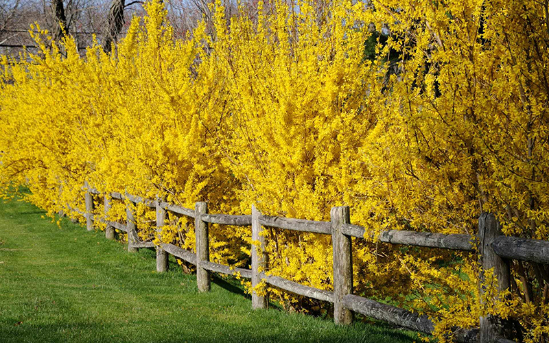 Живая изгородь из форзиции