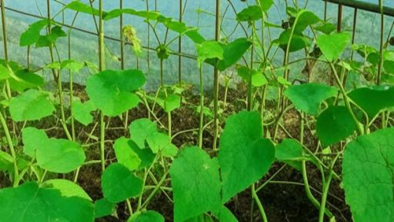 Рассада огурцов