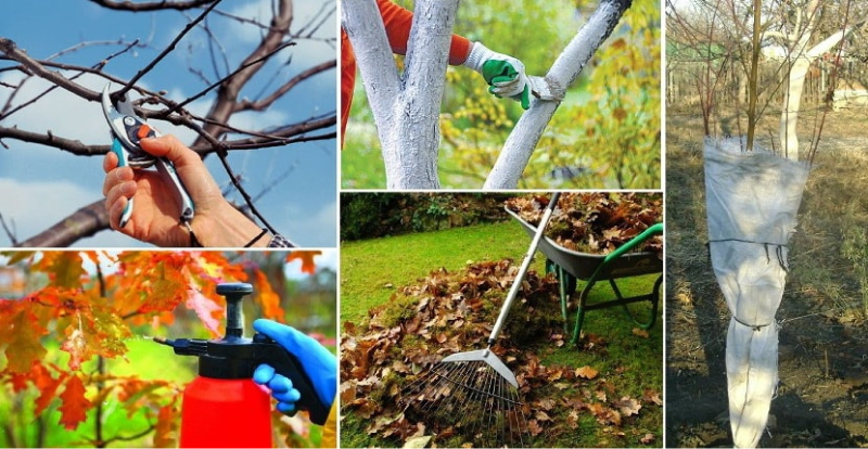 Уход за деревьями