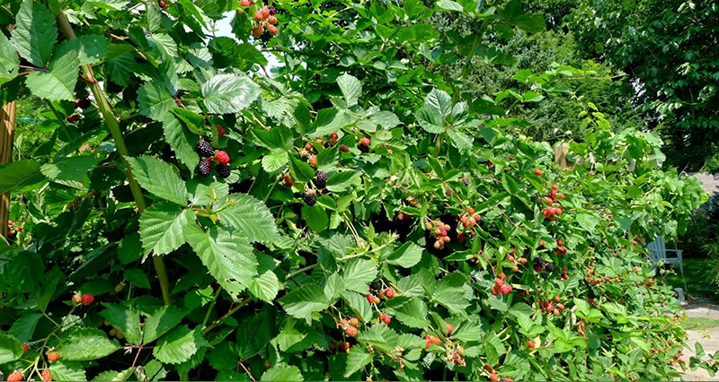 Живая изгородь из ежевики