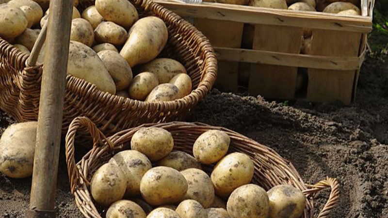 Урожай картофеля