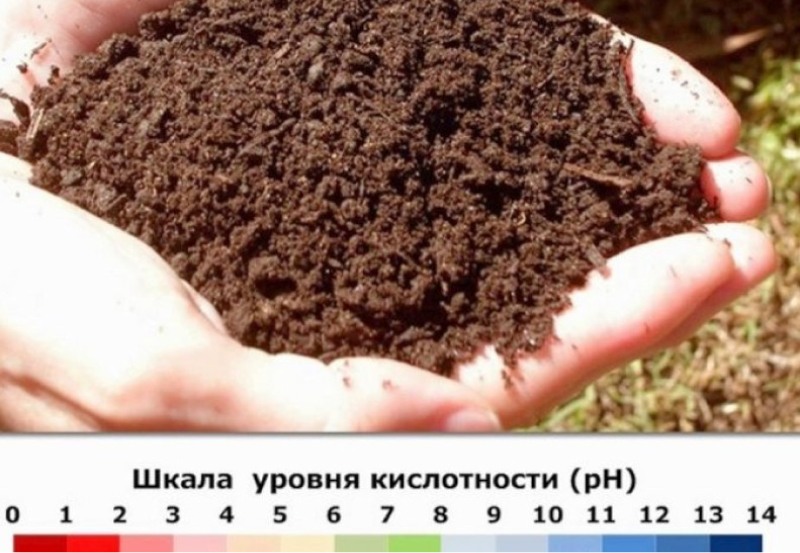 Измерение рН почвы