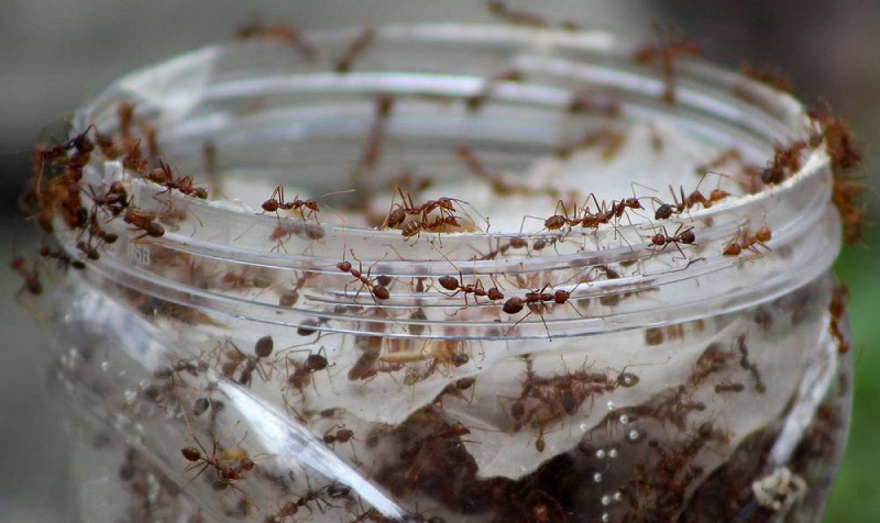 Муравейник в банке