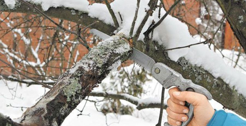 Время обрезки деревьев