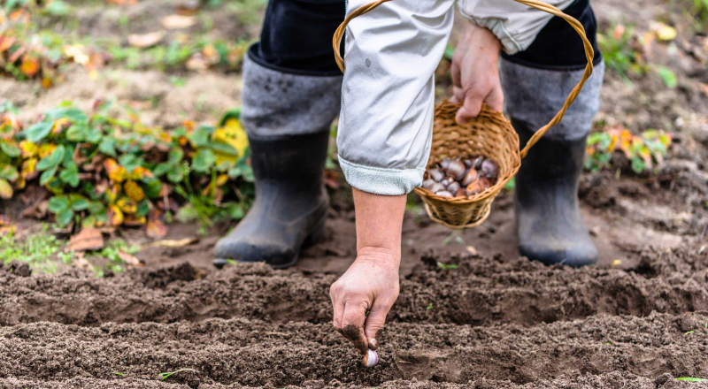 Посадка чеснока