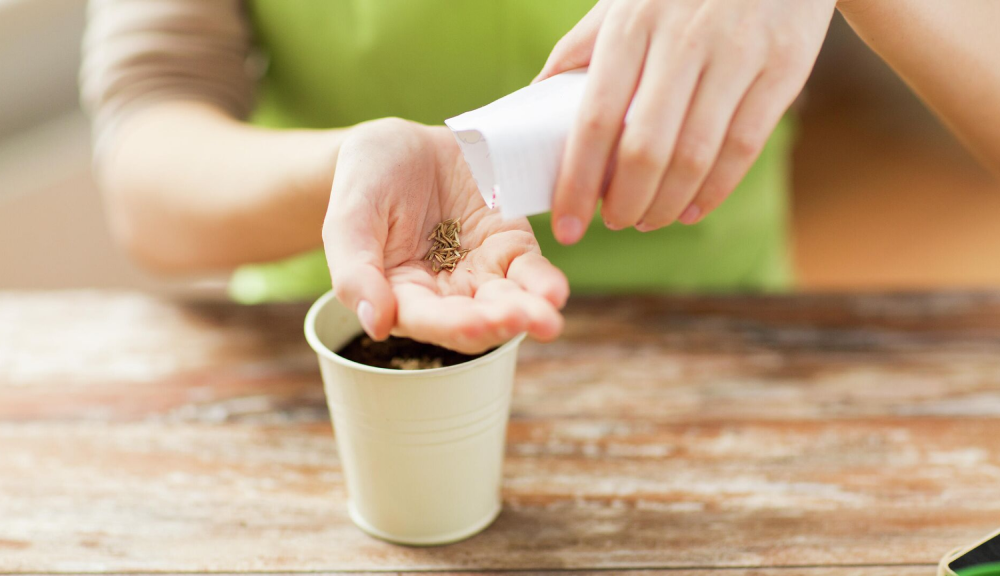 Покупка семян