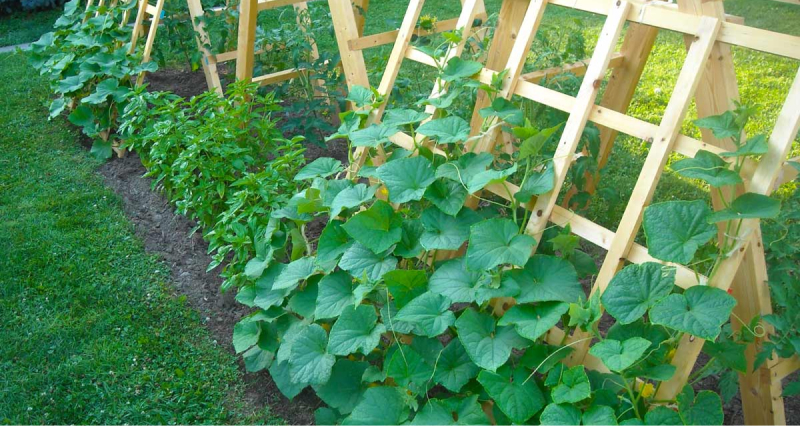 Шпалерная посадка огурцов