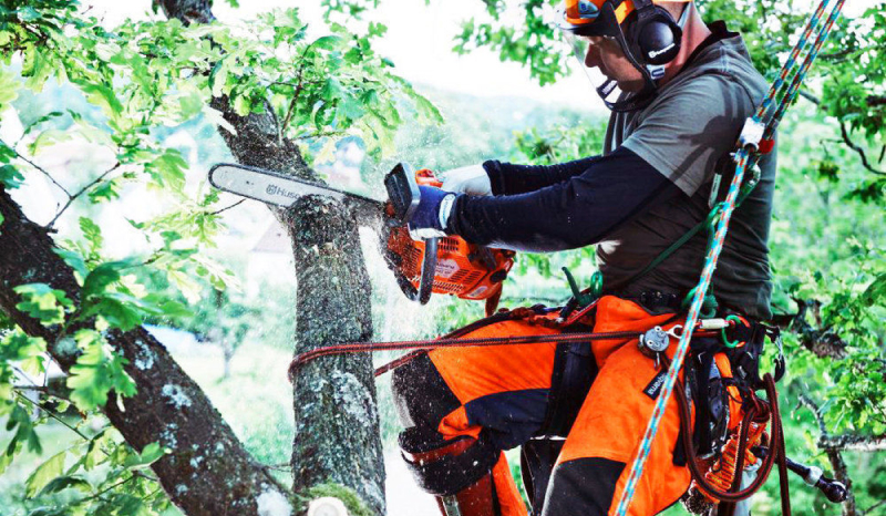 Экипировка при обрезке деревьев