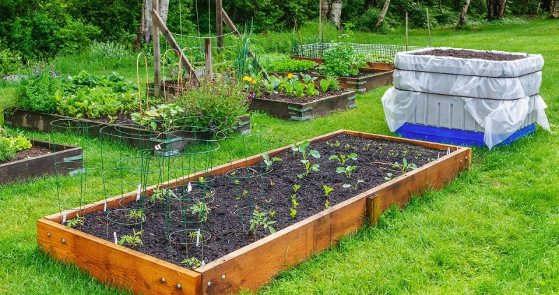 Грядка на газоне