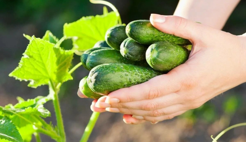 Передача излишка огурцов в добрые руки