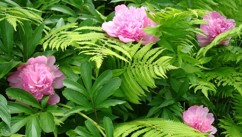 Папоротник и пионы
