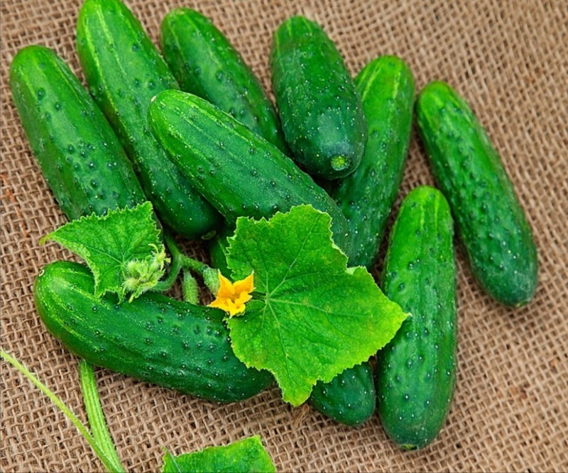 Правильно выбирайте сорт