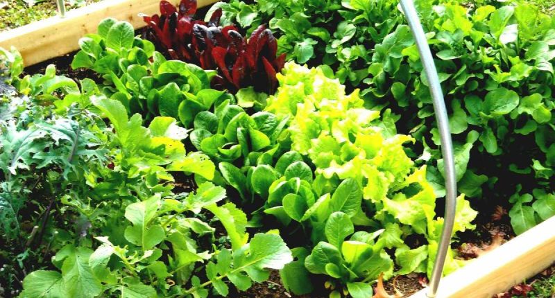 Посадка зелени