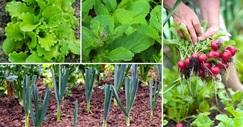 Посадка скороспелых овощей