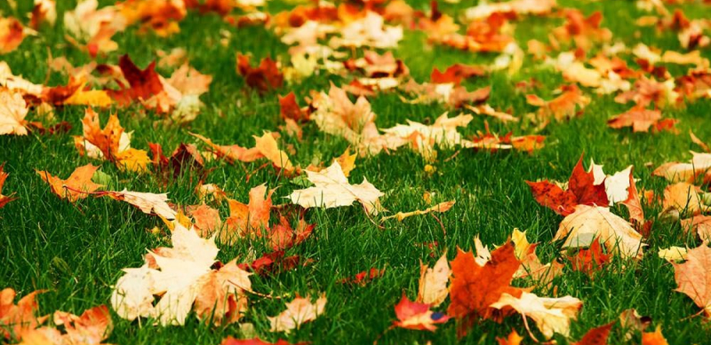 Осенний газон