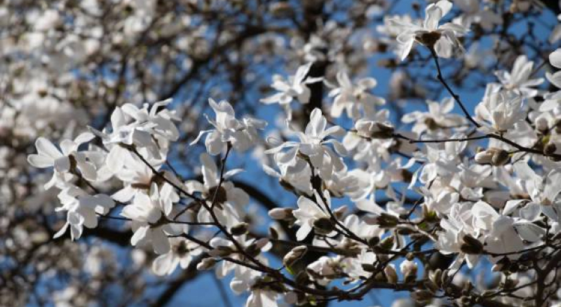 Цветущие растения