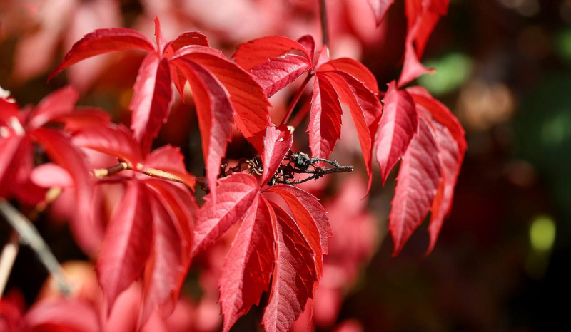Обрезка пересохших веток