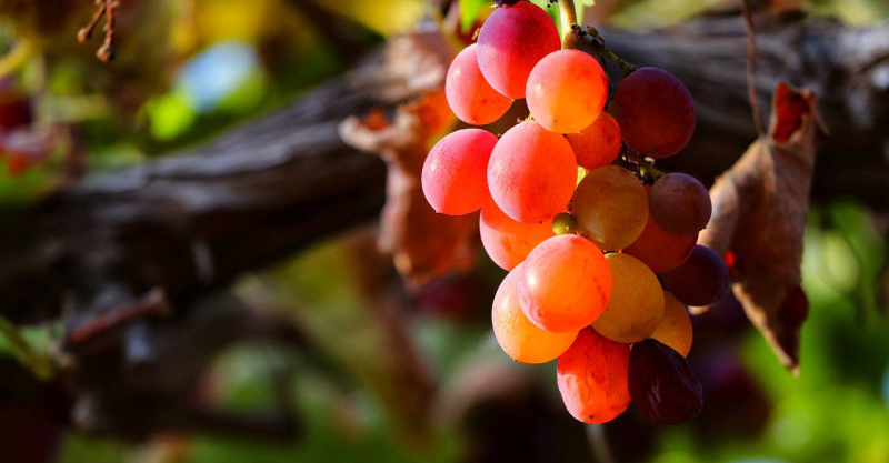 Пересохший виноград