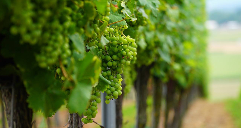 Виноградные лозы
