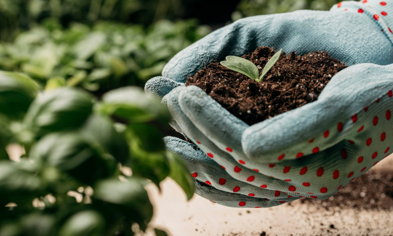 Растения нуждаются в удобрениях даже в конце лета