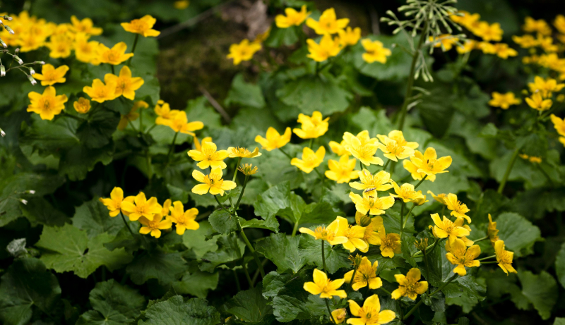 Освободившиеся грядки следует заполнить сидератами - растениями для улучшения состава почвы