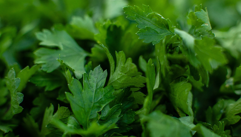 В июле можно засеять грядки неприхотливой, вкусной и полезной петрушкой