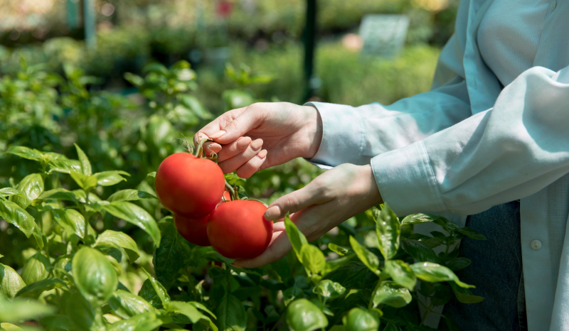 Подросшие томаты в июле обрезают и подвязывают