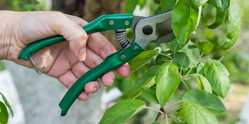 Секаторы с наковальней подходят для обрезки тонких сучьев у деревьев или взрослых кустарников