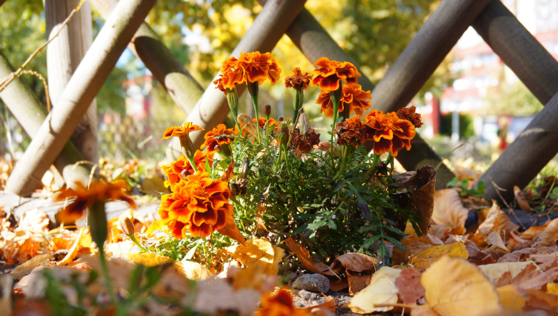 Все цветущие растения требуют ухода в сентябре для подготовки к следующему сезону