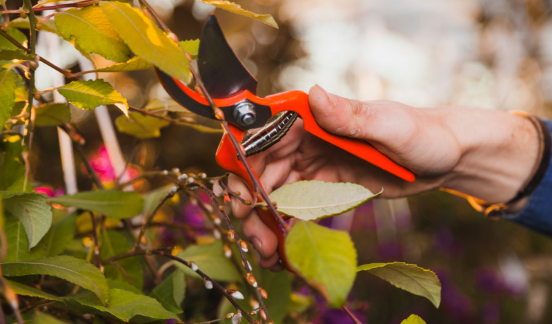 Необходимо обрезать все сухие ветви на деревьях и сформировать крону