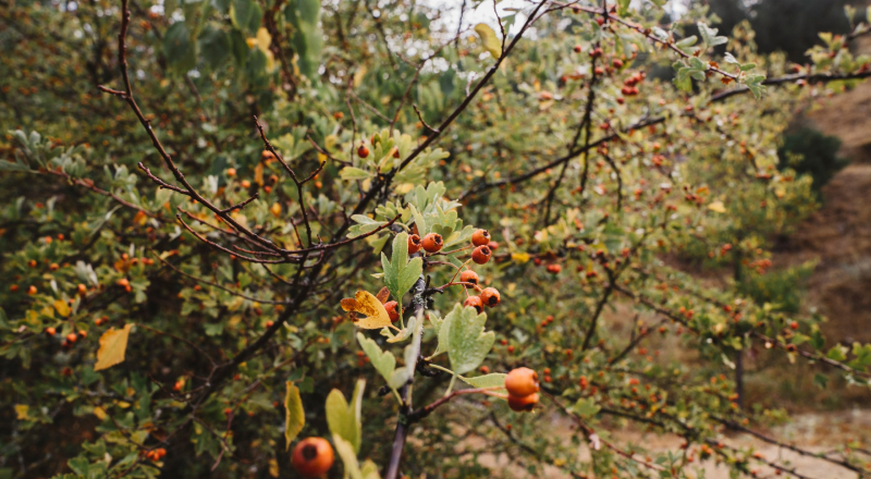 Сад следует очистить от лишнего и подготовить деревья к холодам