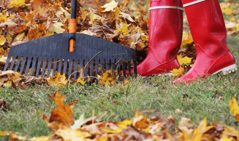 Нужно убрать упавшие фрукты и ягоды, а также лишнюю листву