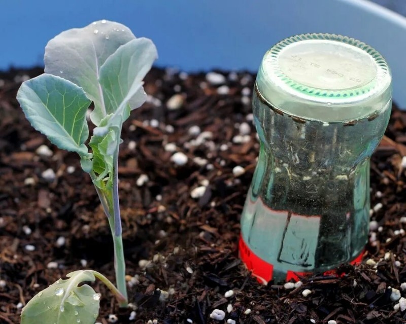 Полив растений