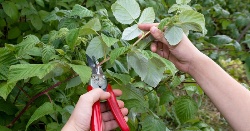 Обрезка малины