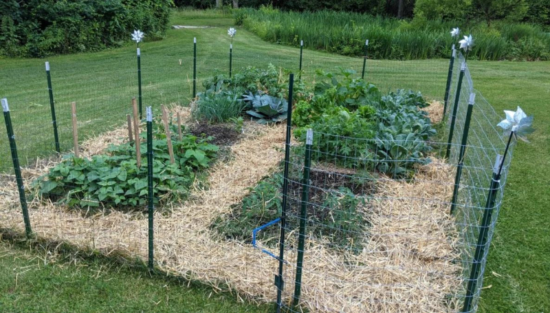 Высаживание засухоустойчивых сортов