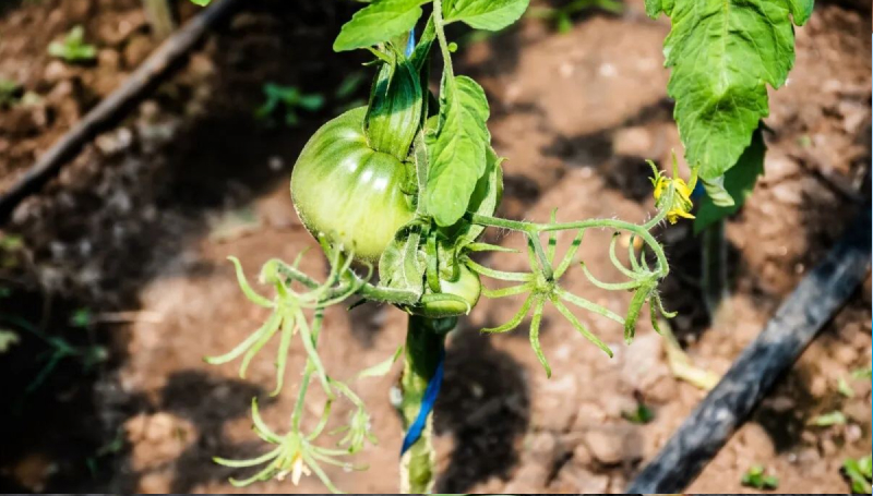 Посадка местных растений